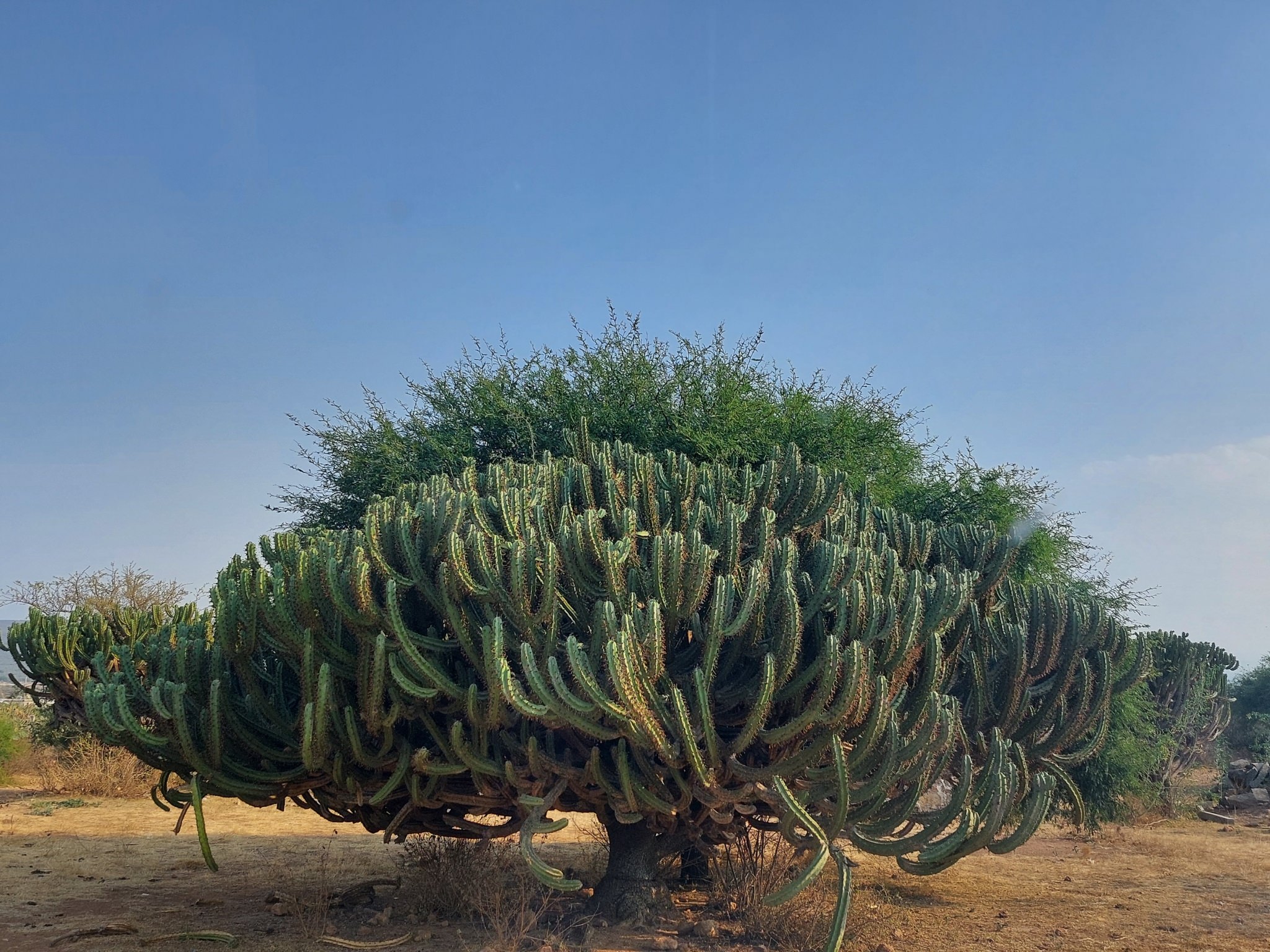 Myrtillocactus geometrizans